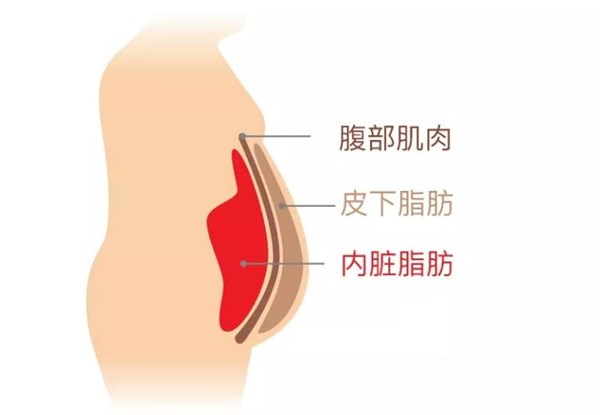 开云.kaiyun为您讲解:内脏脂肪要怎么减
